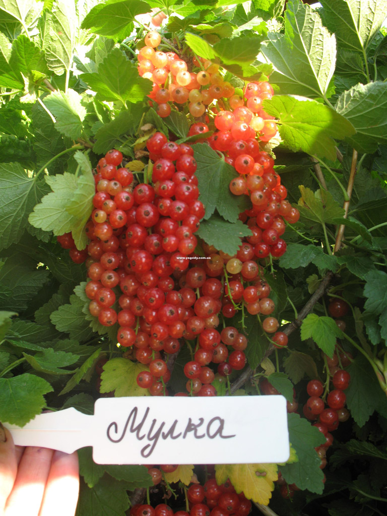Смородина чорна