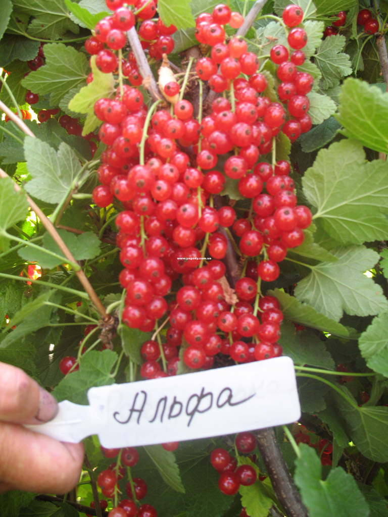 Смородина чорна