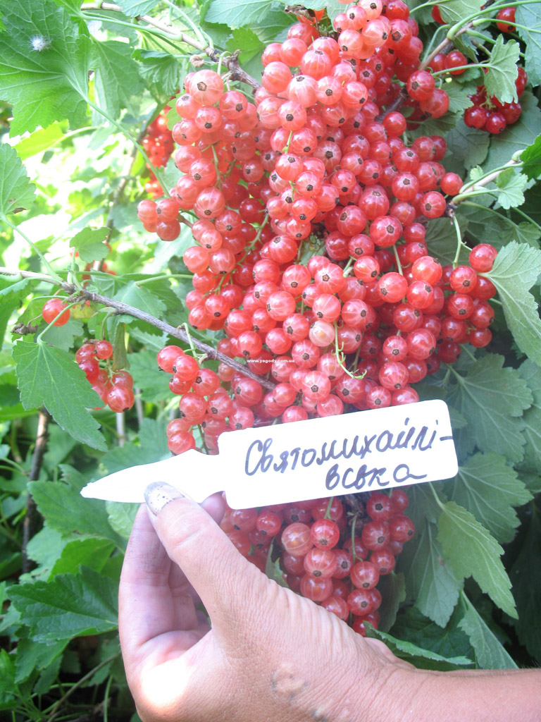 Смородина чорна