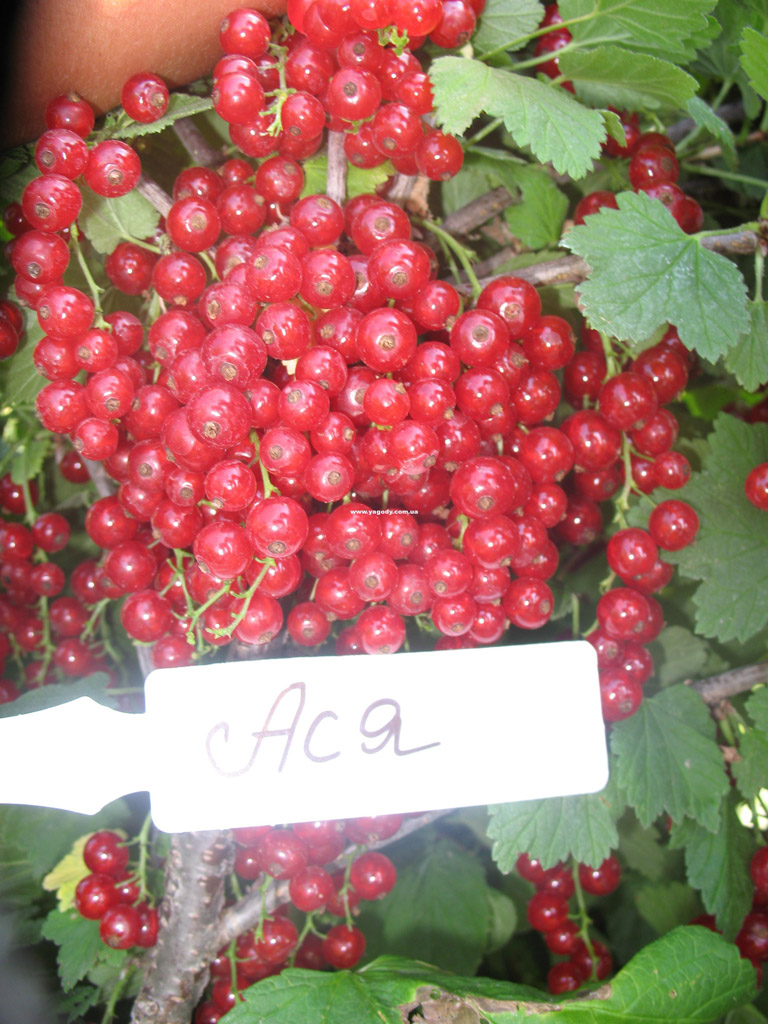 Смородина чорна