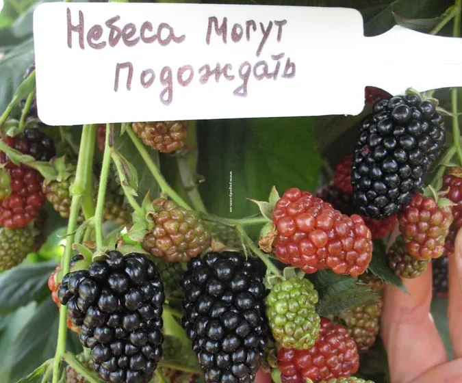 HEAVEN CAN WAIT(Небеса можуть зачекати)