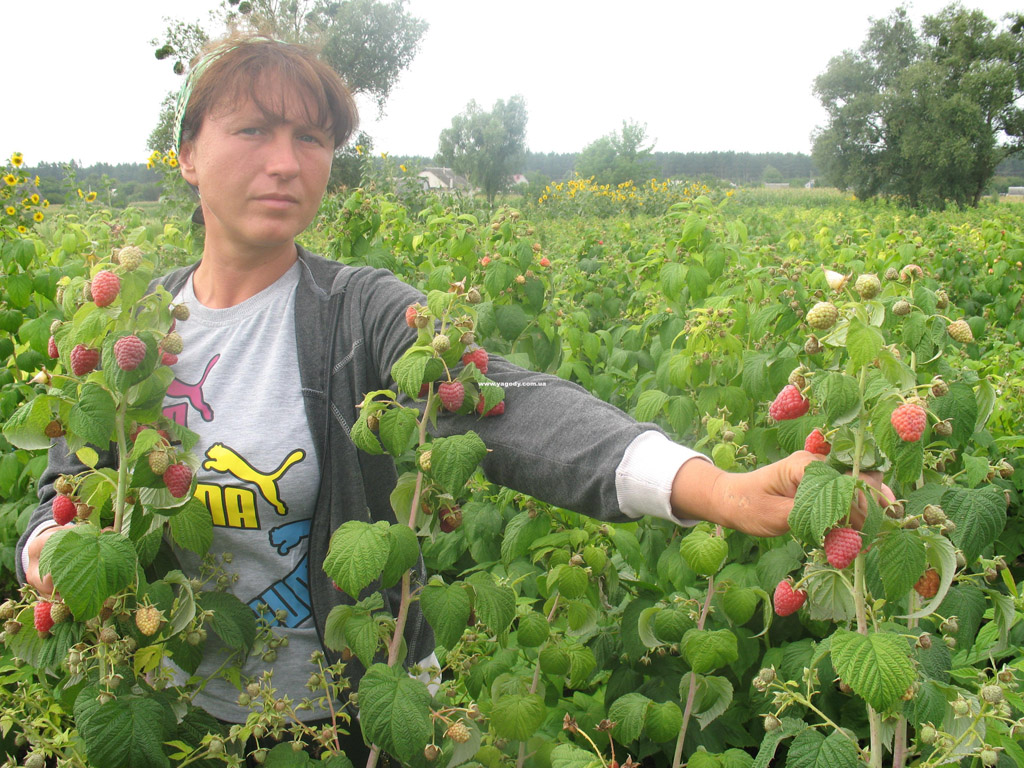 Малина