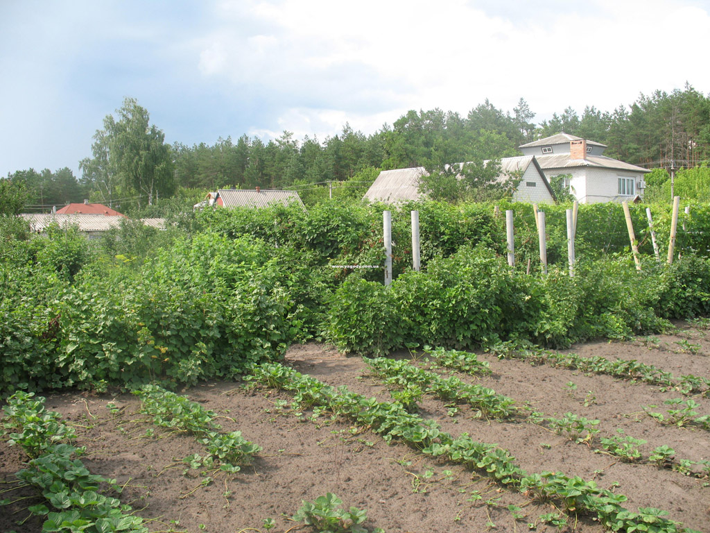 Інше з розплідника