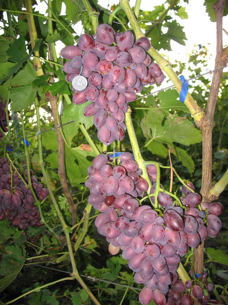 Інше з розплідника