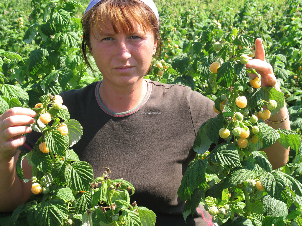 Інше з розплідника