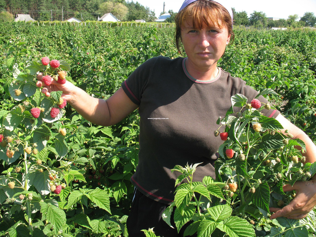 Інше з розплідника