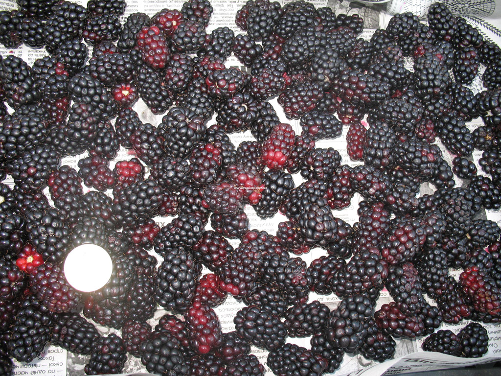 Інше з розплідника