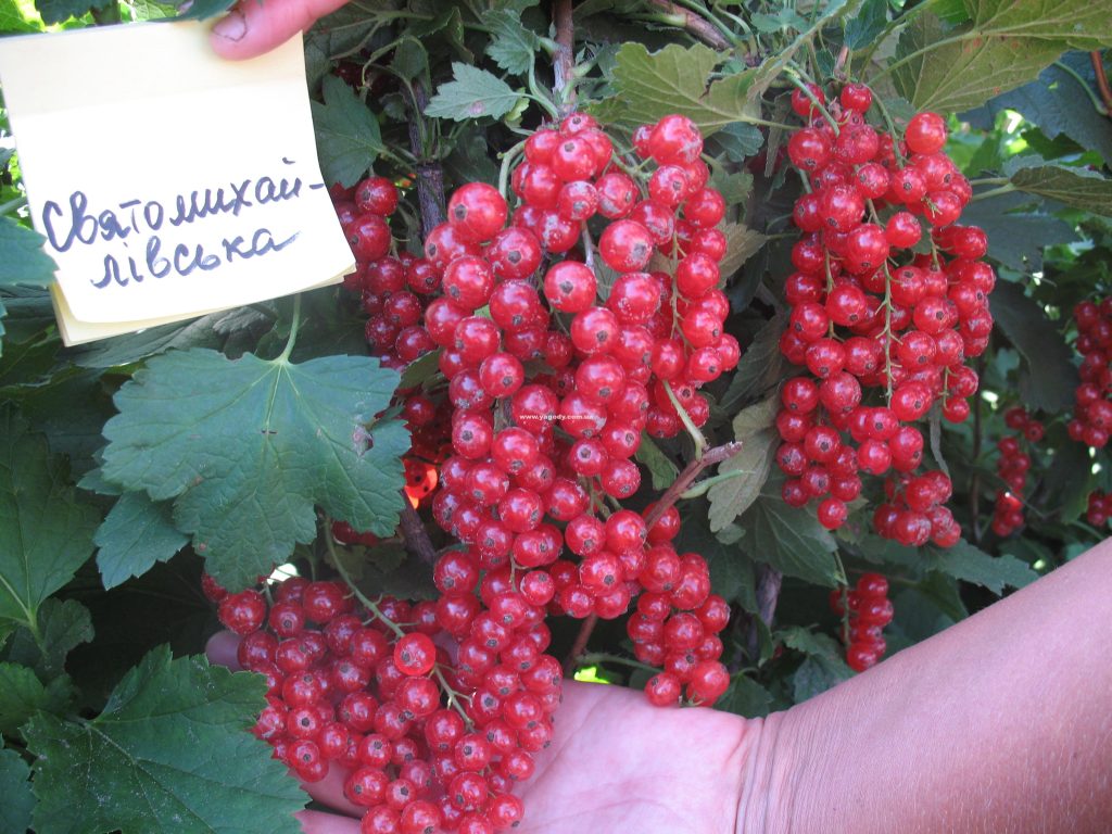Інше з розплідника