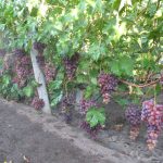 Інше — додаткове фото
