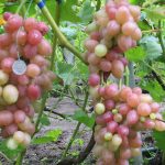 Інше — додаткове фото