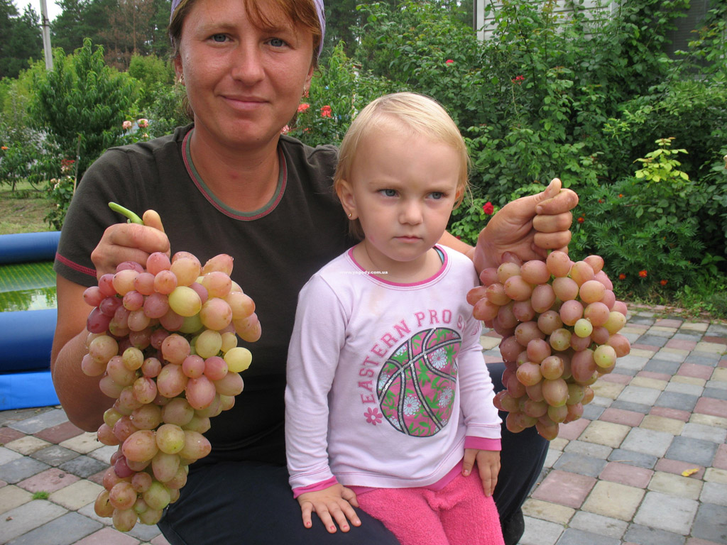 Інше з розплідника