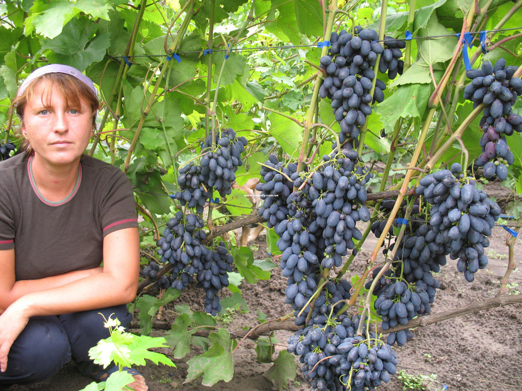 Інше з розплідника