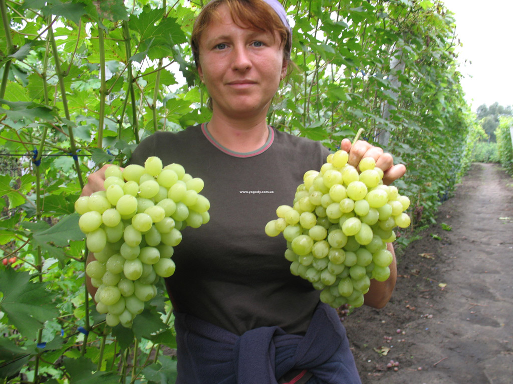 Інше з розплідника