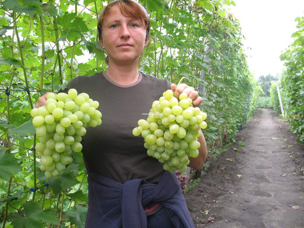 Інше з розплідника