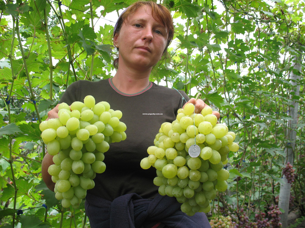 Інше з розплідника
