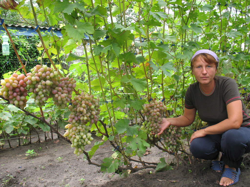 Інше з розплідника