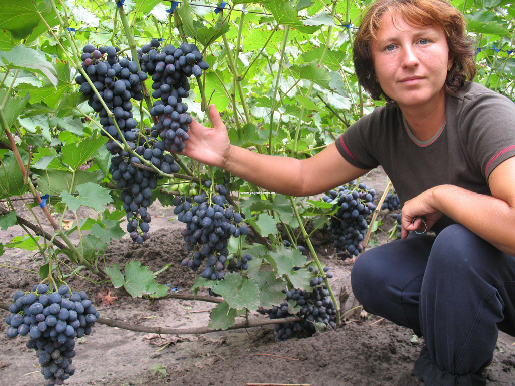 Інше з розплідника