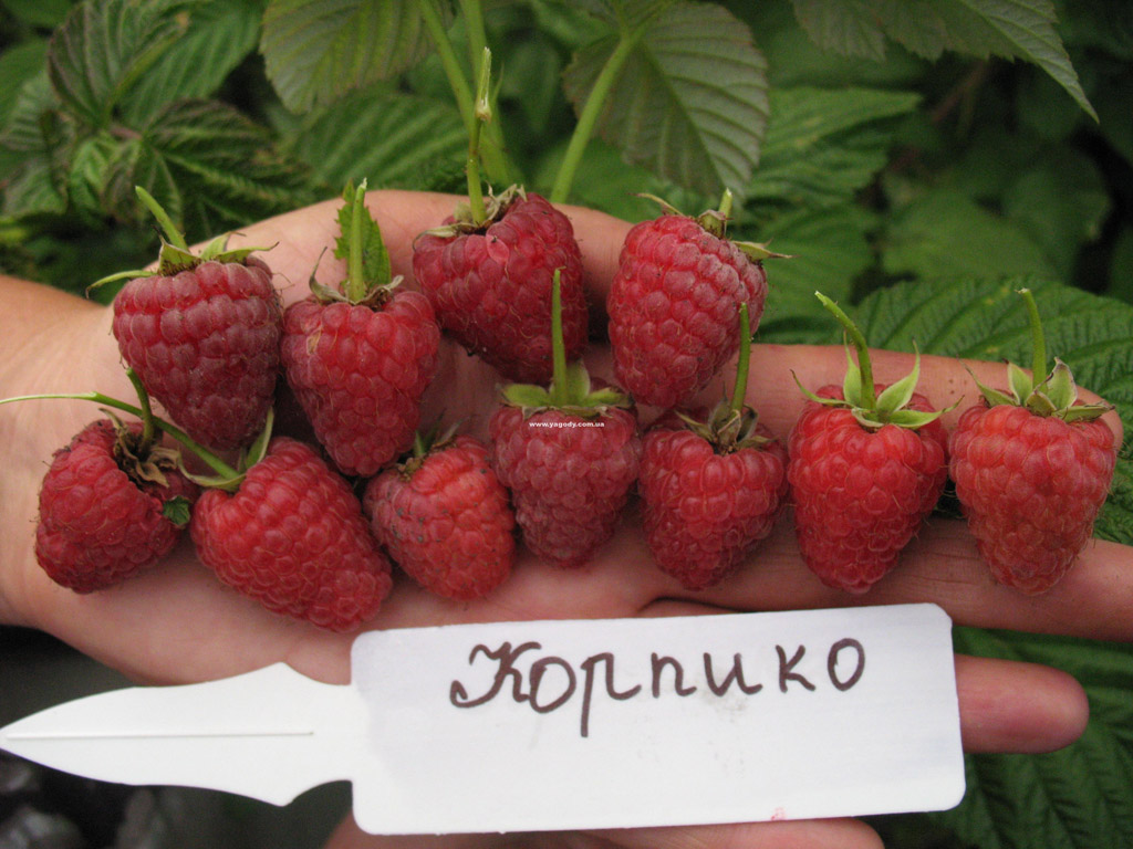 Малина