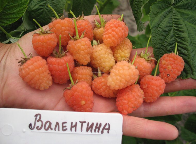 Валентина