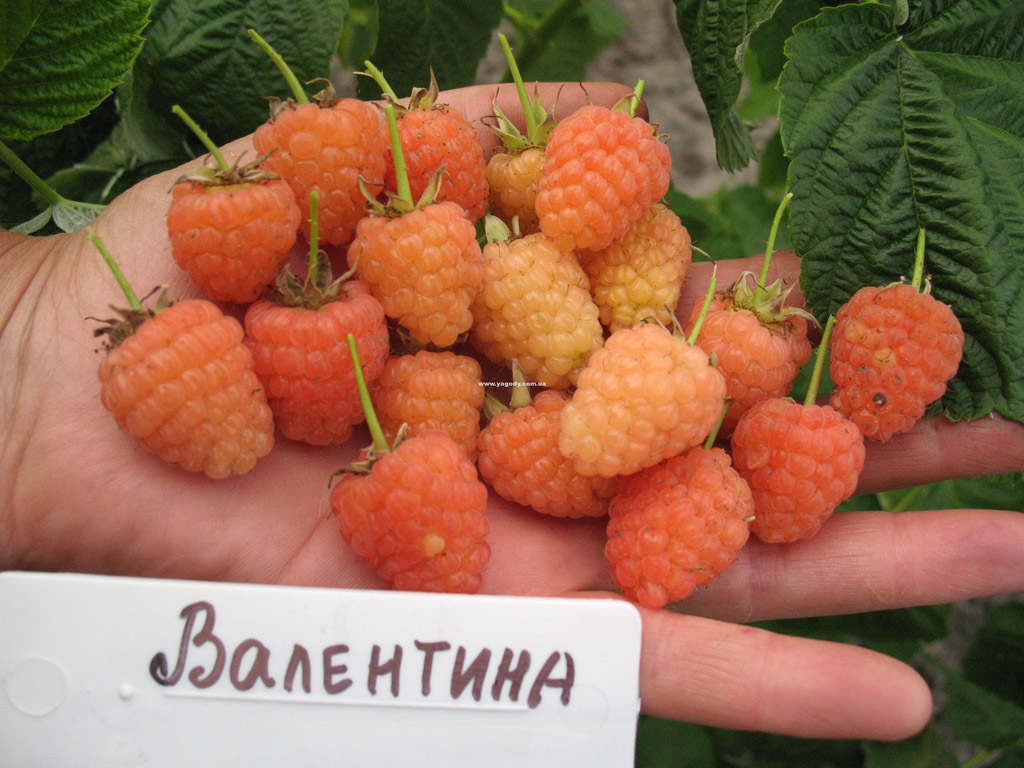 Малина