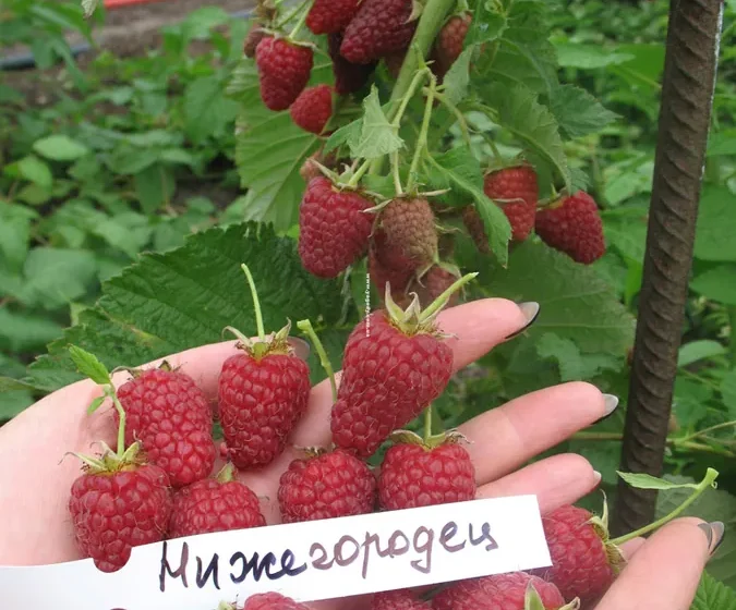 Нижньогородець