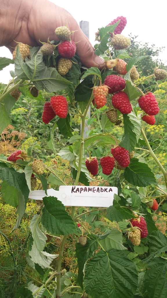Малина