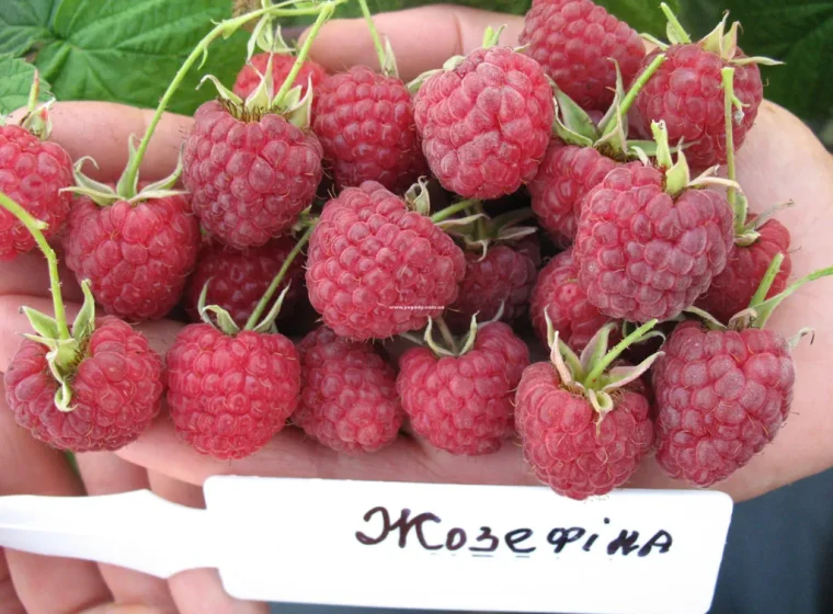 Жозефіна