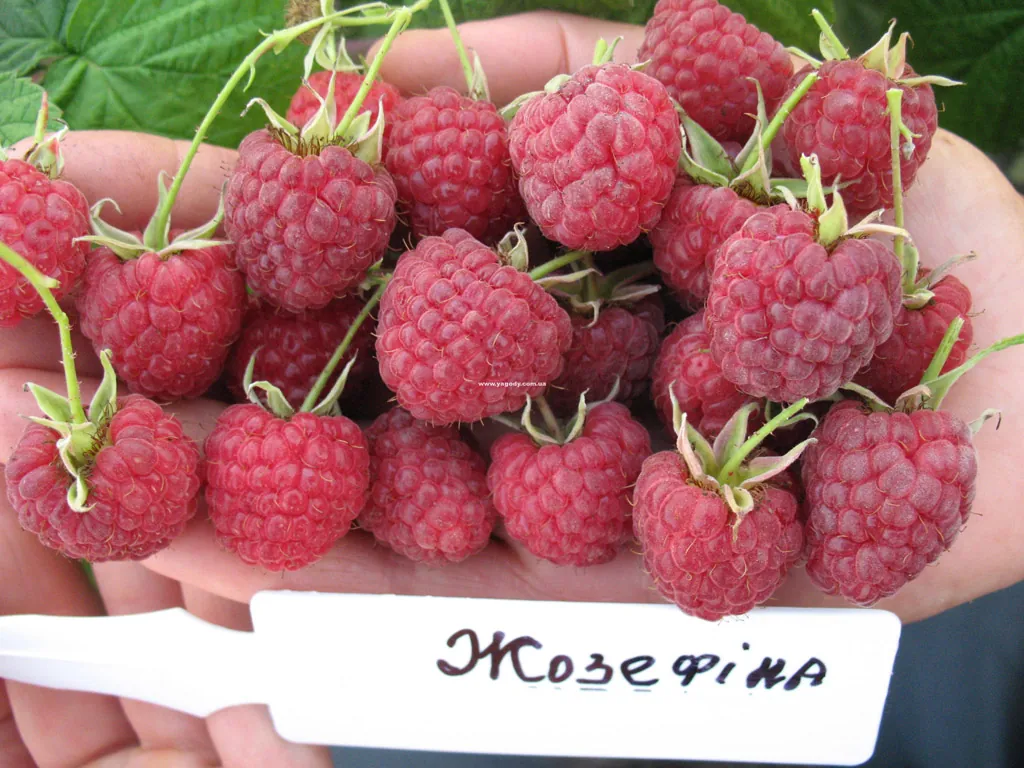Малина ремонтантна