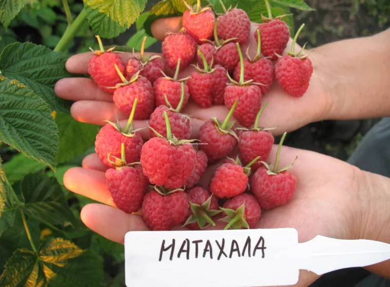 Натахала