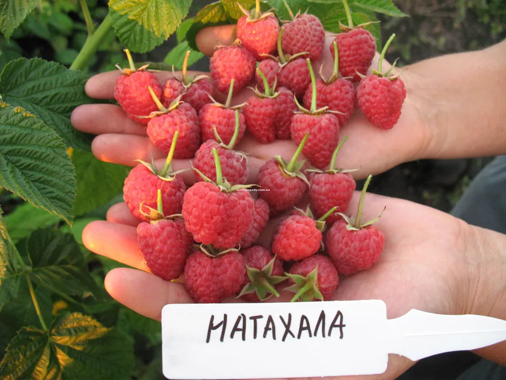 Малина