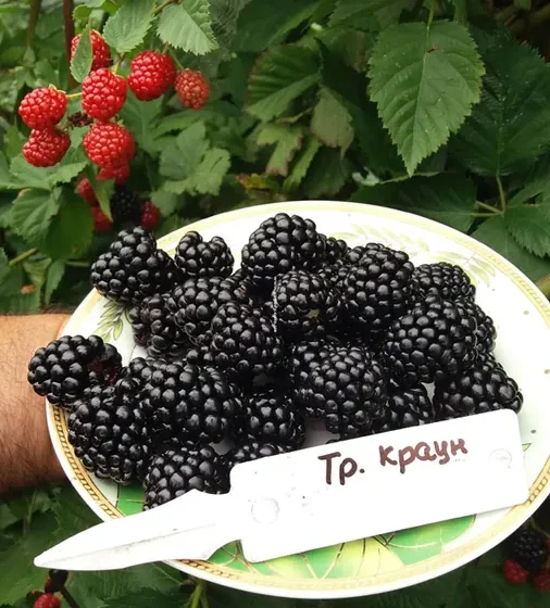 Потрійна корона