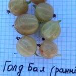 Goldball — додаткове фото