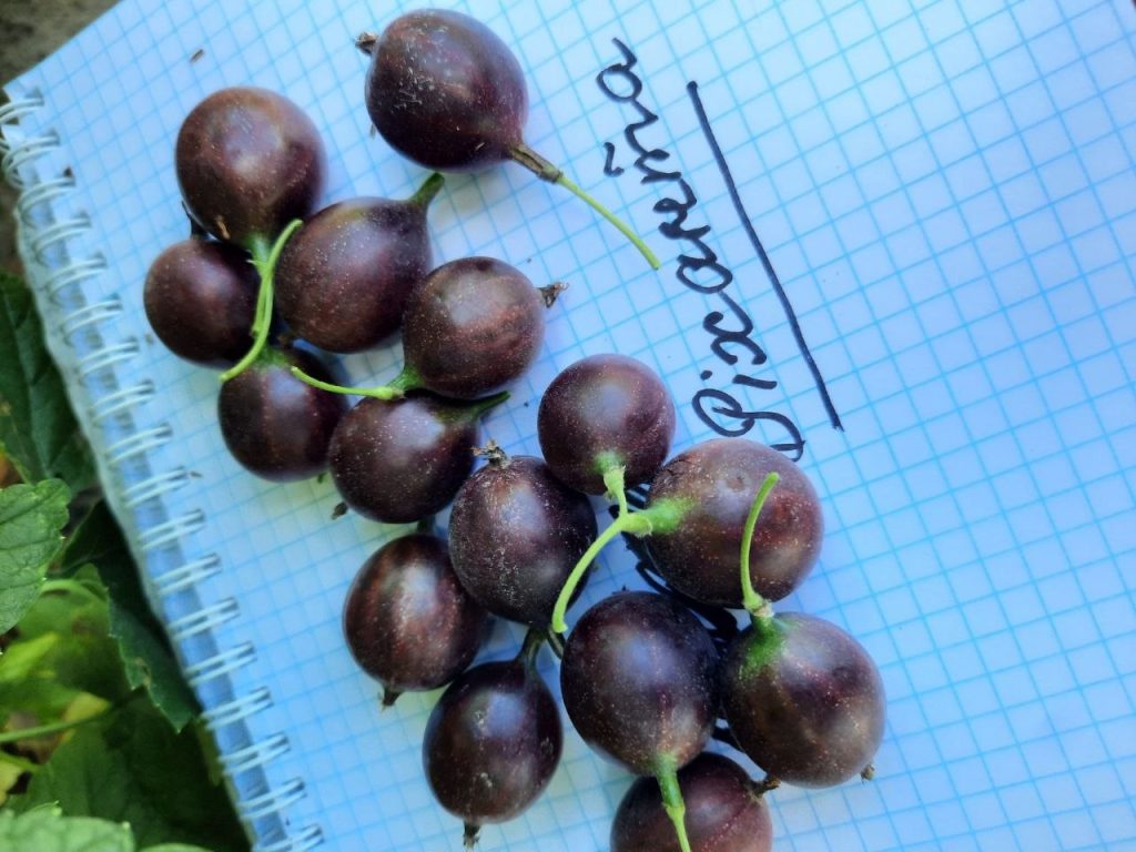 Аґрус