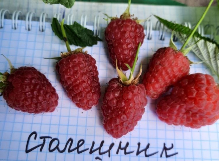 Столешнік — Малина