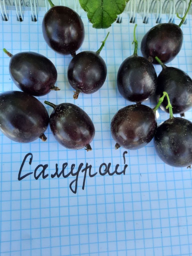 Аґрус