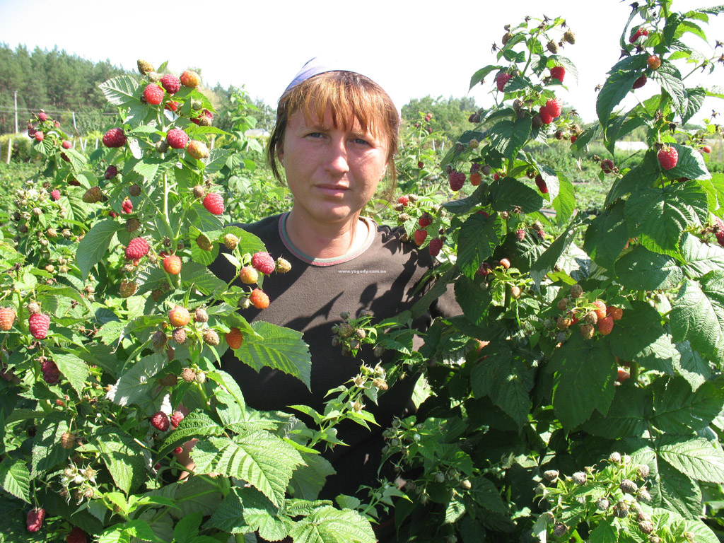 Інше з розплідника