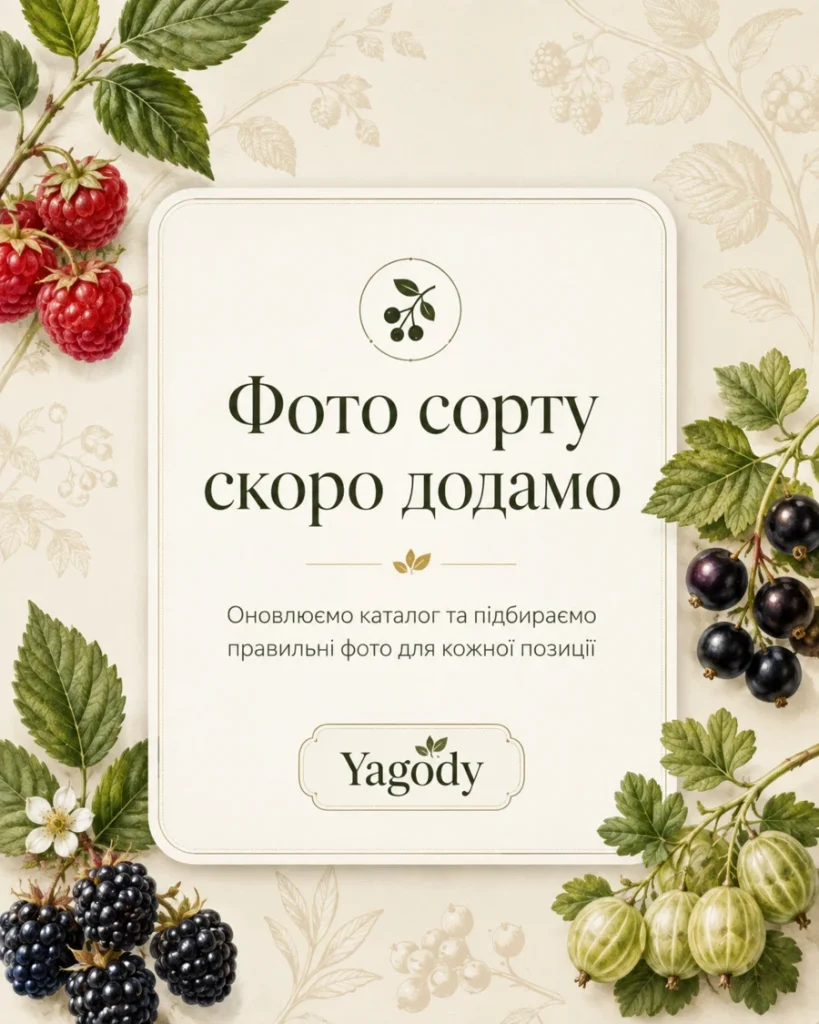 Краса — Малина